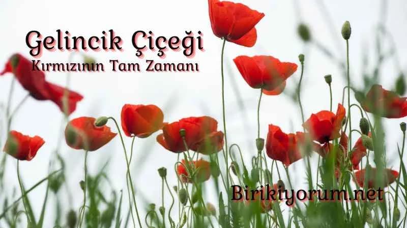Gelincik Çiçeği; Kırmızının Tam Zamanı