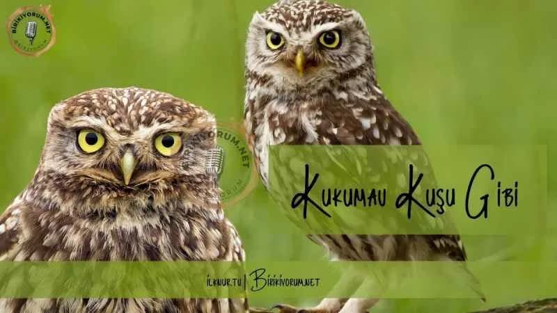 Kukumav Kuşu Gibi…