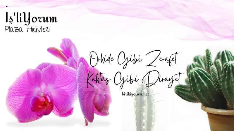 Plaza Hicivleri | Kaktüs – Orkide