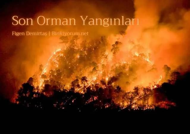 Son Orman Yangınları