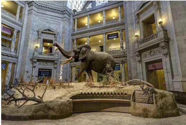 Doğa Tarihi Ulusal Müzesi – National Museum of Natural History