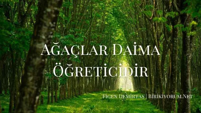 Ağaçlar Daima Öğreticidir.