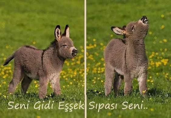 Eşek sıpası ! Eşşşek