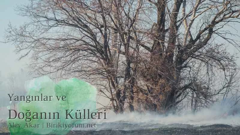 Yangınlar ve Doğanın Külleri