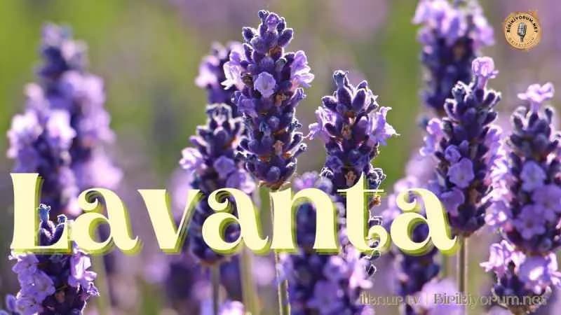 Lavanta