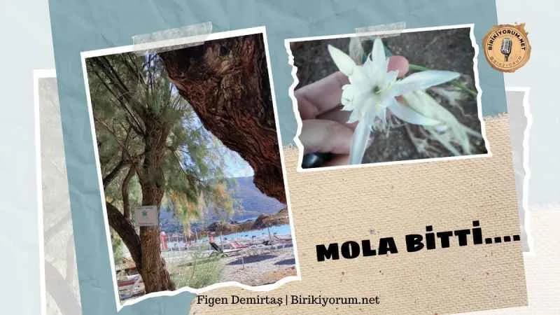 Mola bitti