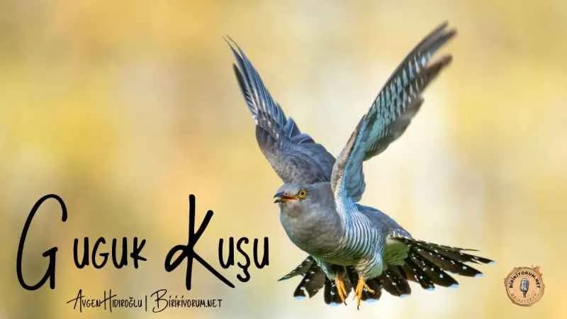 Guguk Kuşu
