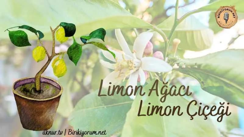 Limon Ağacı, Limon Çiçeği